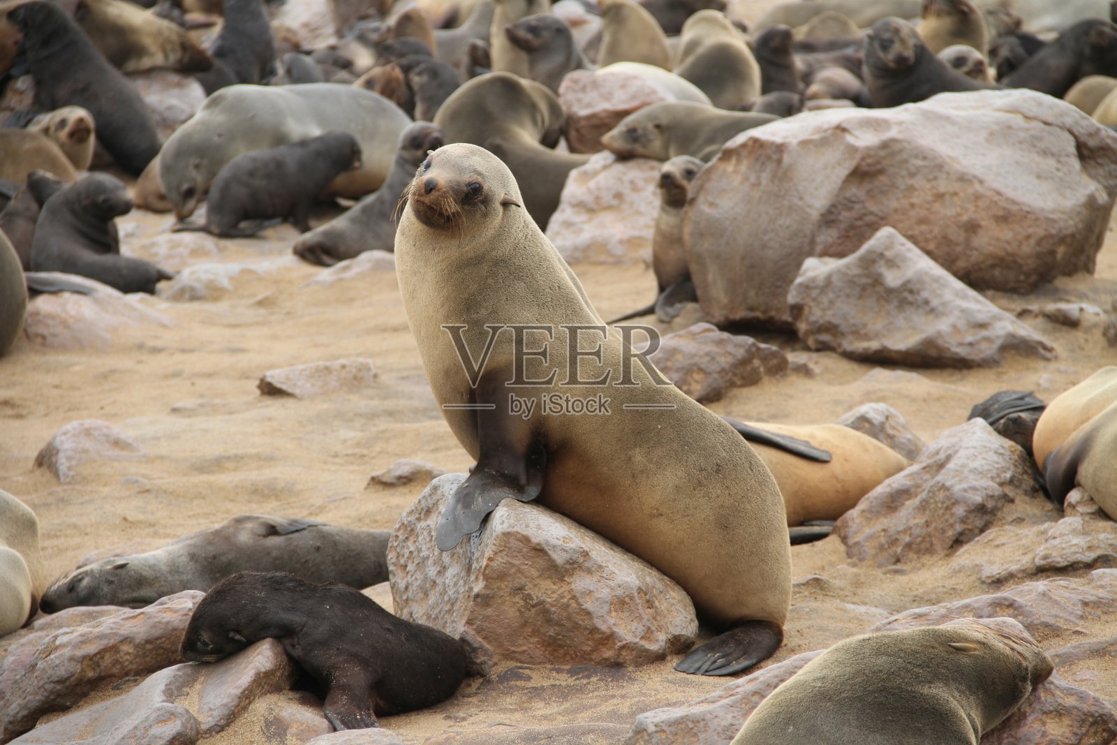 密封的母亲照片摄影图片
