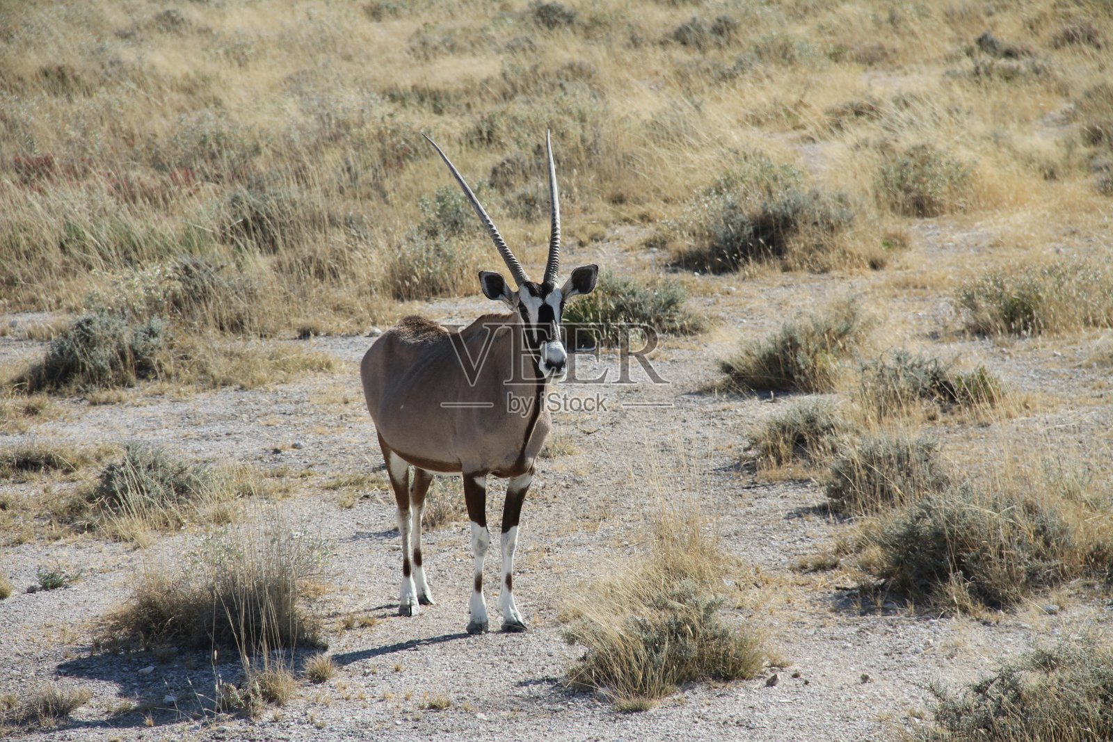 大羚羊照片摄影图片