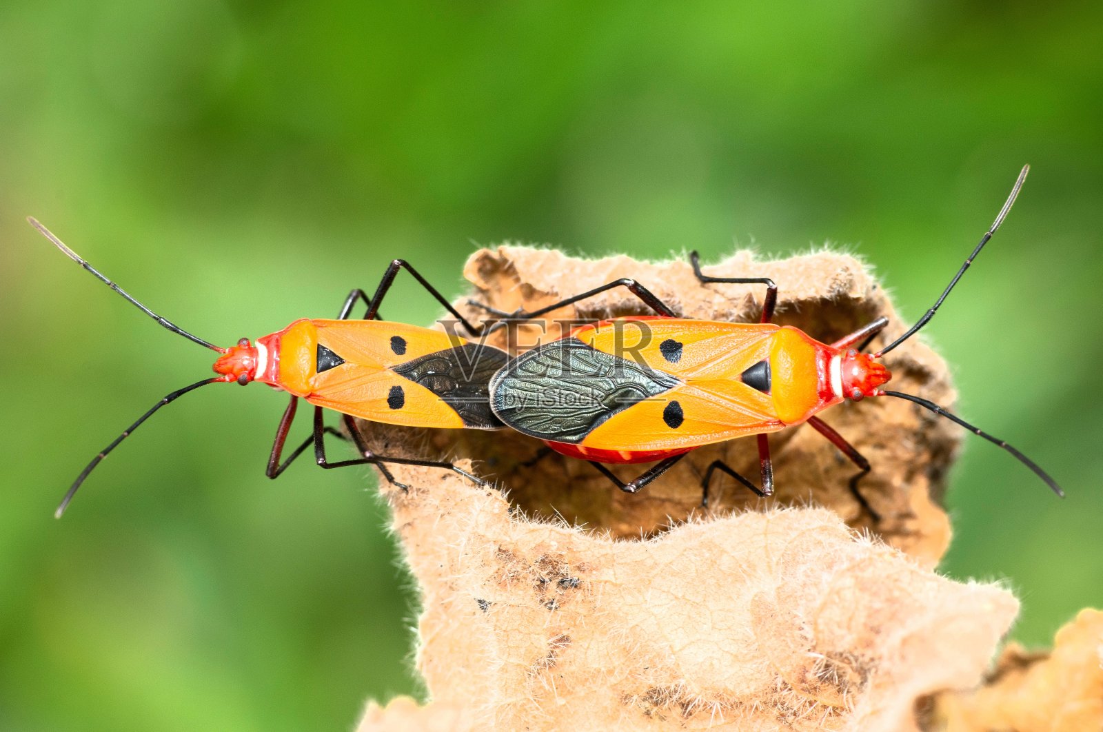 在干叶上交配的红棉虫-动物行为。照片摄影图片