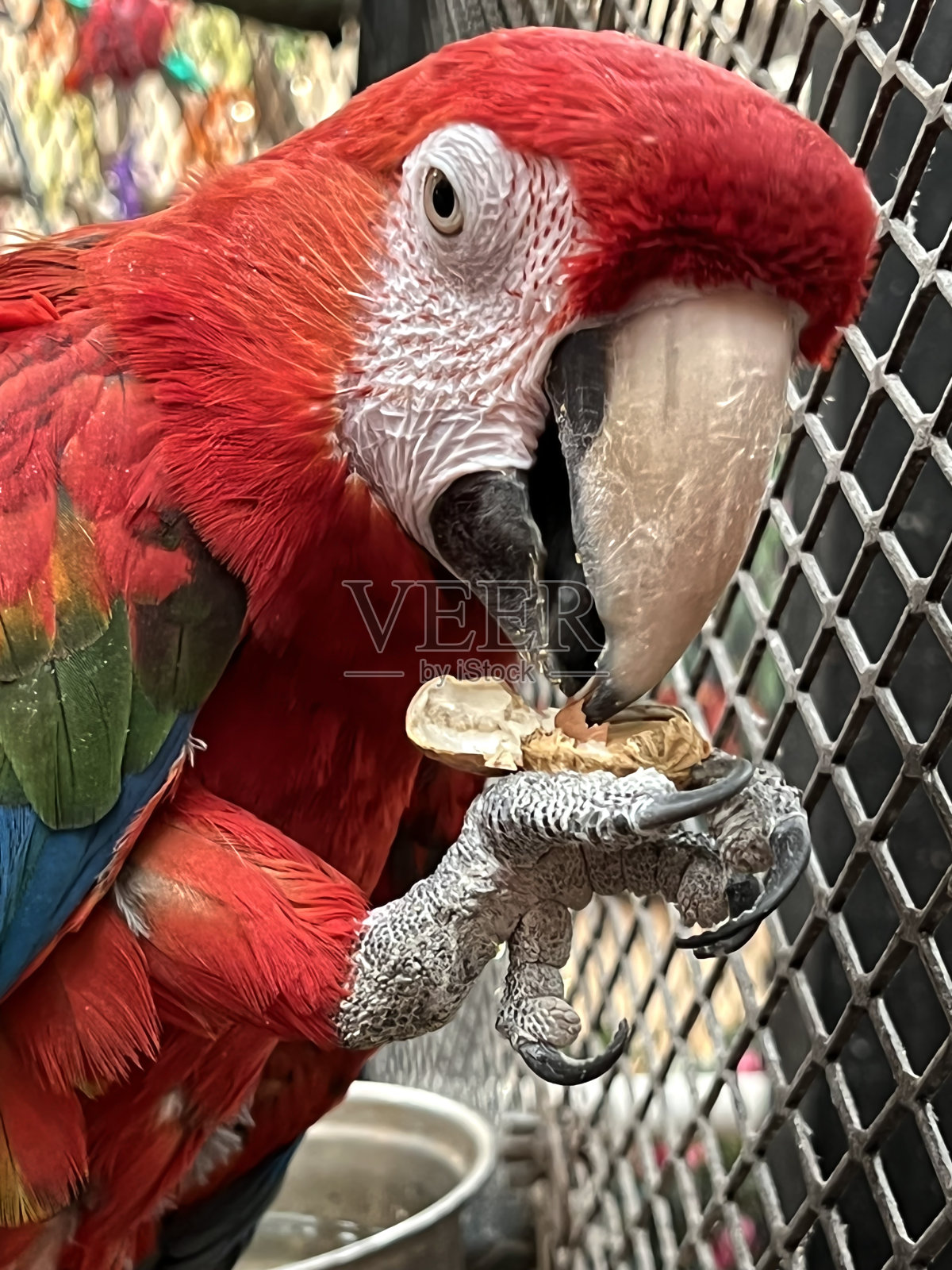 鹦鹉在吃花生照片摄影图片