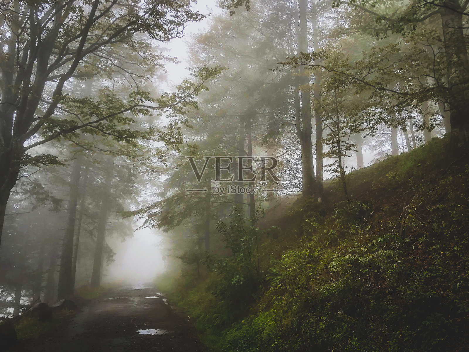 在德国的黑森林中穿行。照片摄影图片