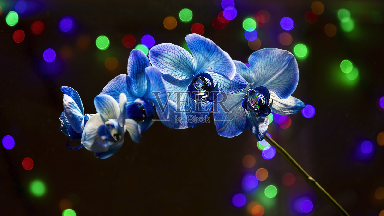 蓝色兰花花在黑色的背景与彩色的灯照片摄影图片