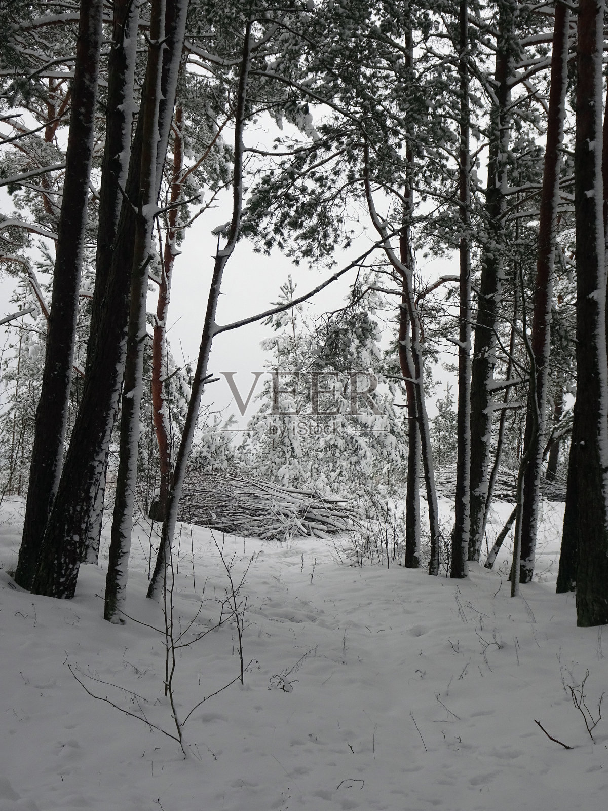 路在冬雪松林,选择性集中照片摄影图片
