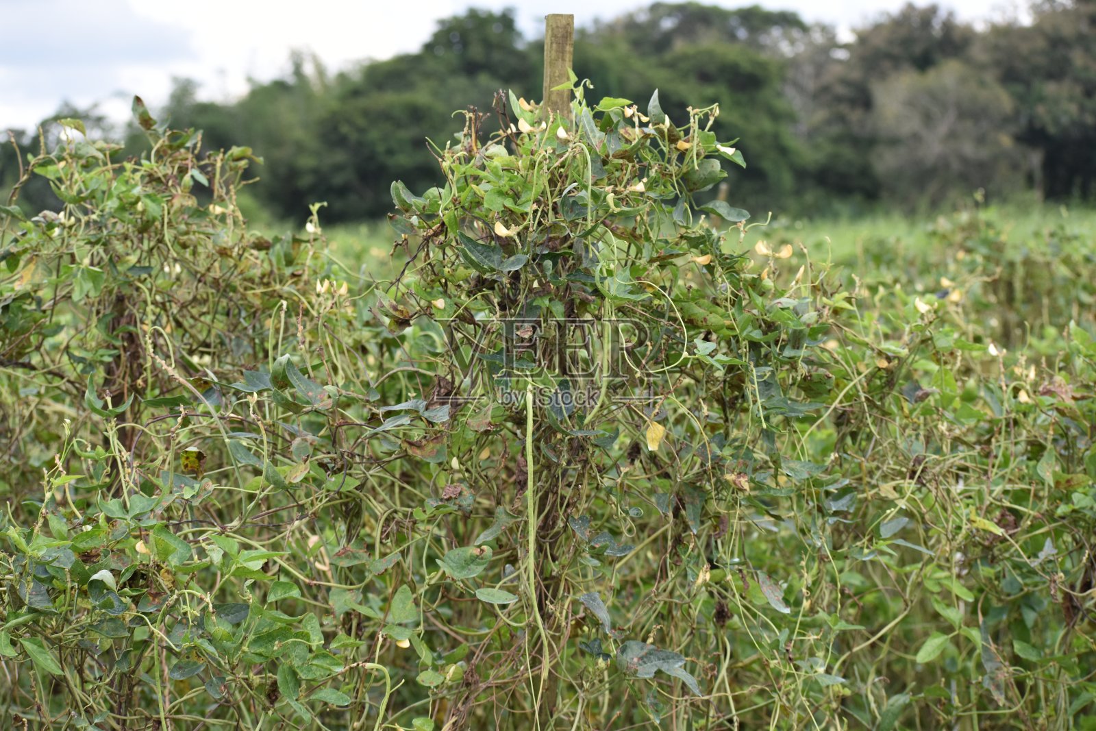 菩提豆或一码长的豆(豇豆属)植物照片摄影图片