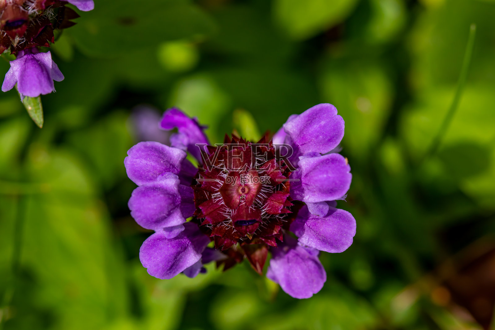 夏枯草在草甸中开花照片摄影图片