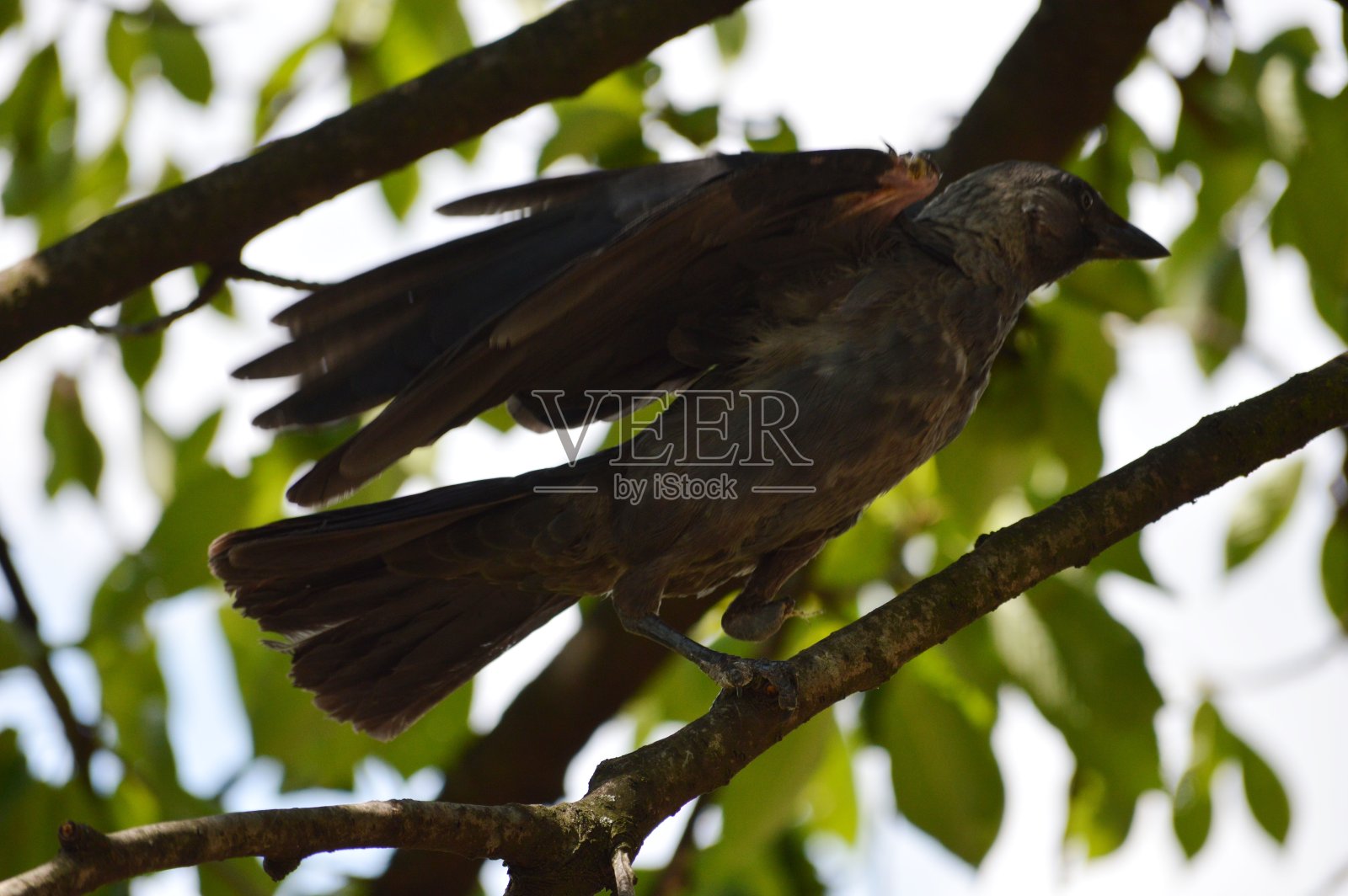 一只黑乌鸦在树枝上照片摄影图片