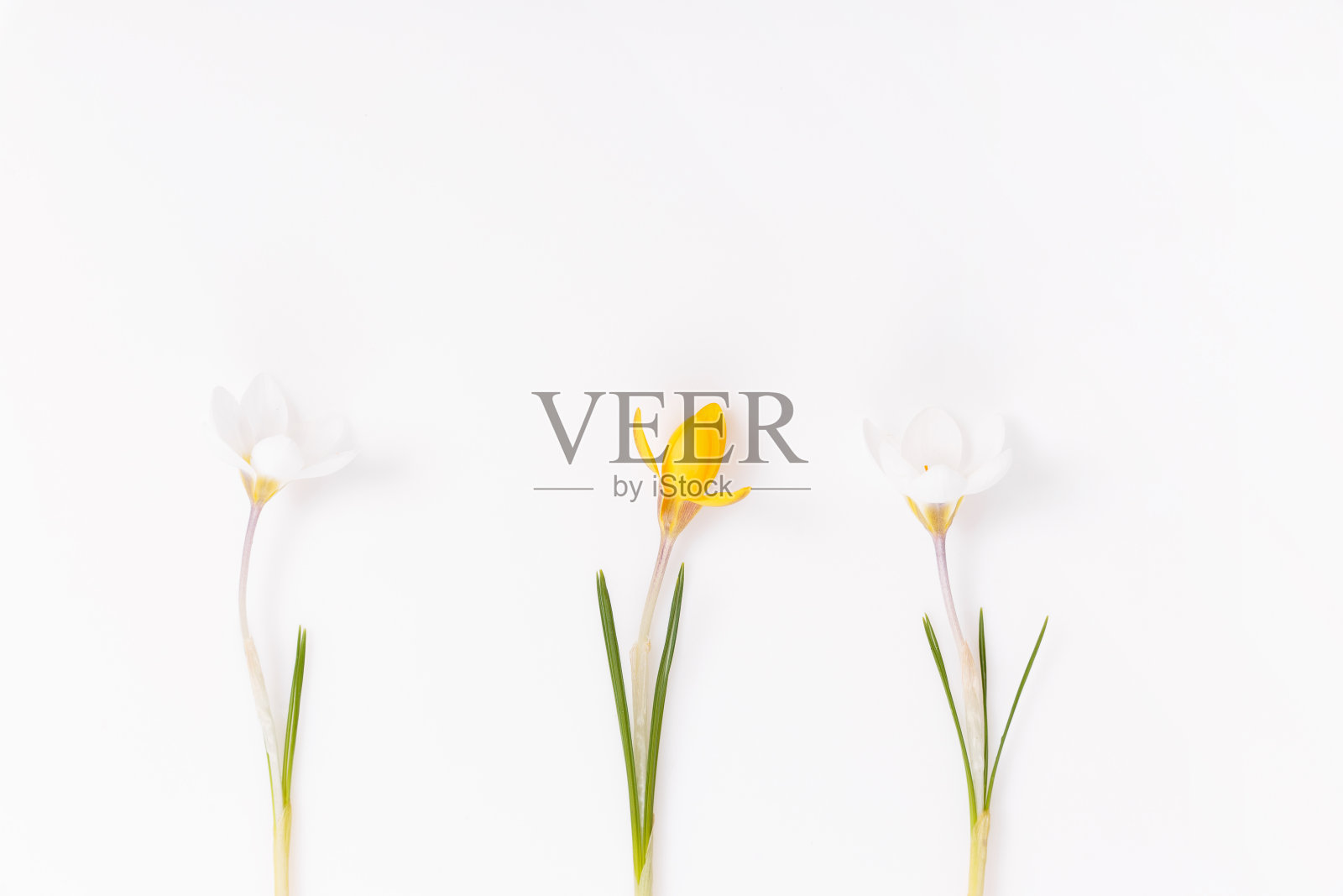 佳节春边,春花番红花白底色上。照片摄影图片