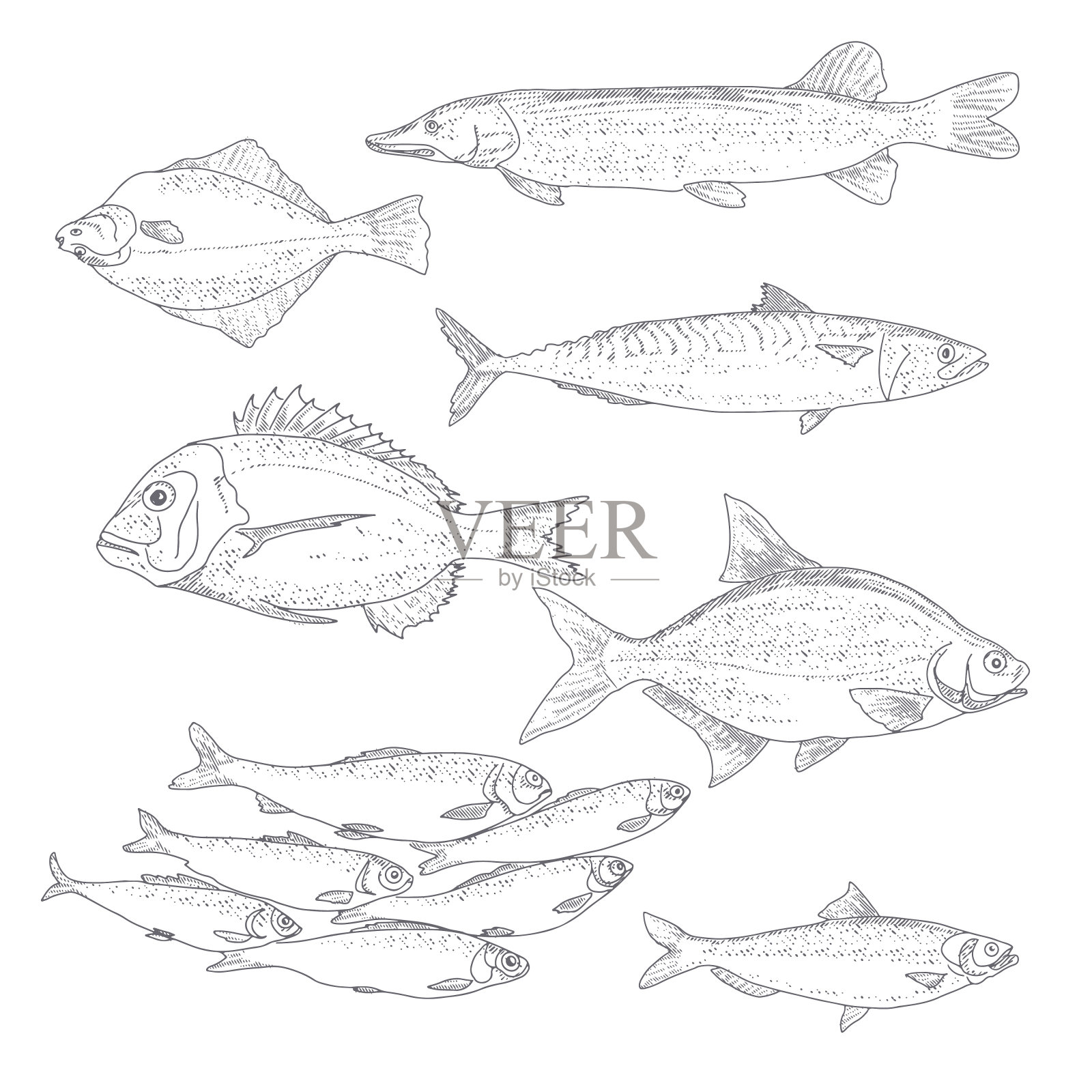 一组复古风格的鱼插画图片素材