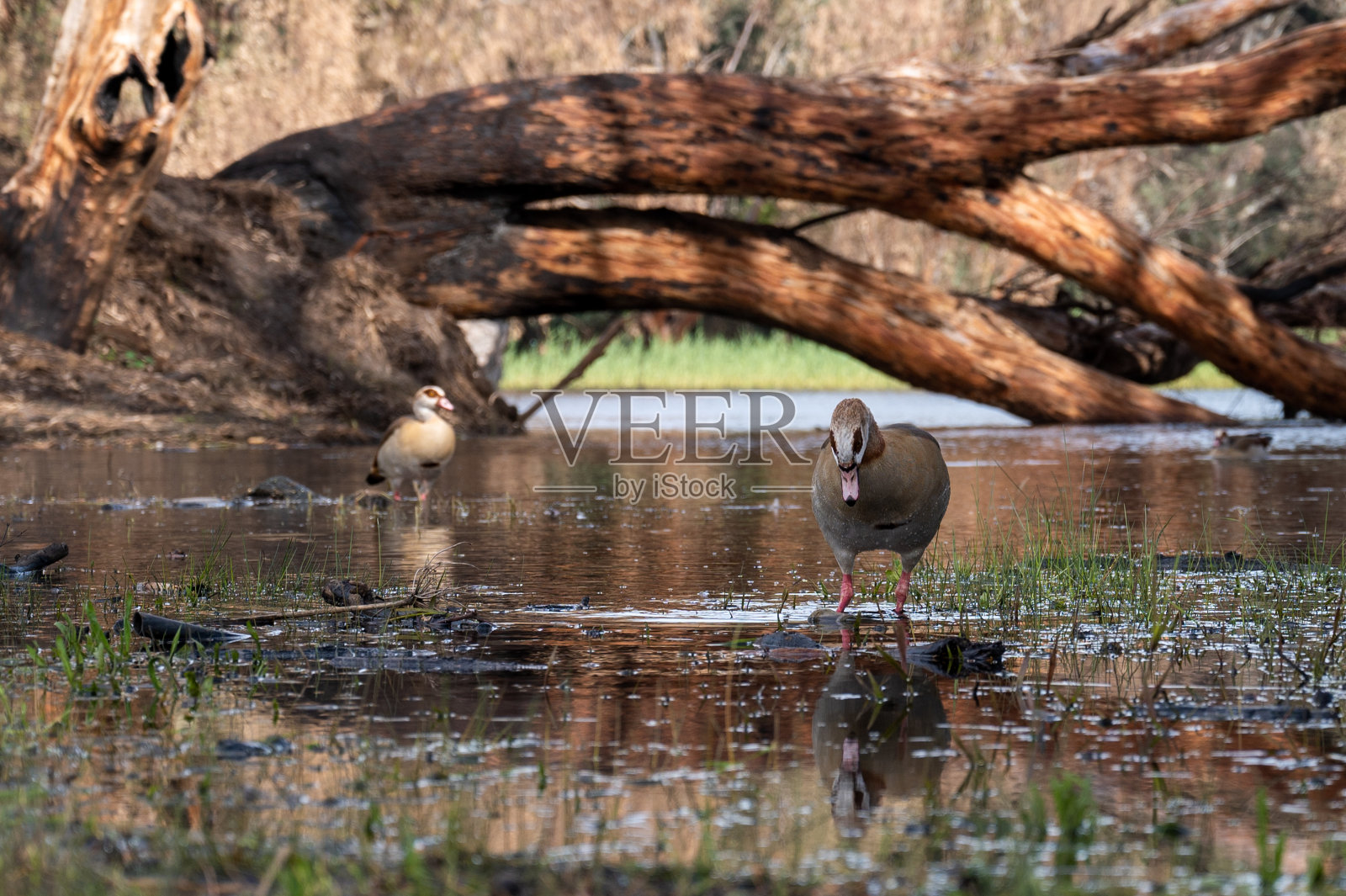美丽的埃及鹅,鸭子,飞到内坦亚的冬湖照片摄影图片