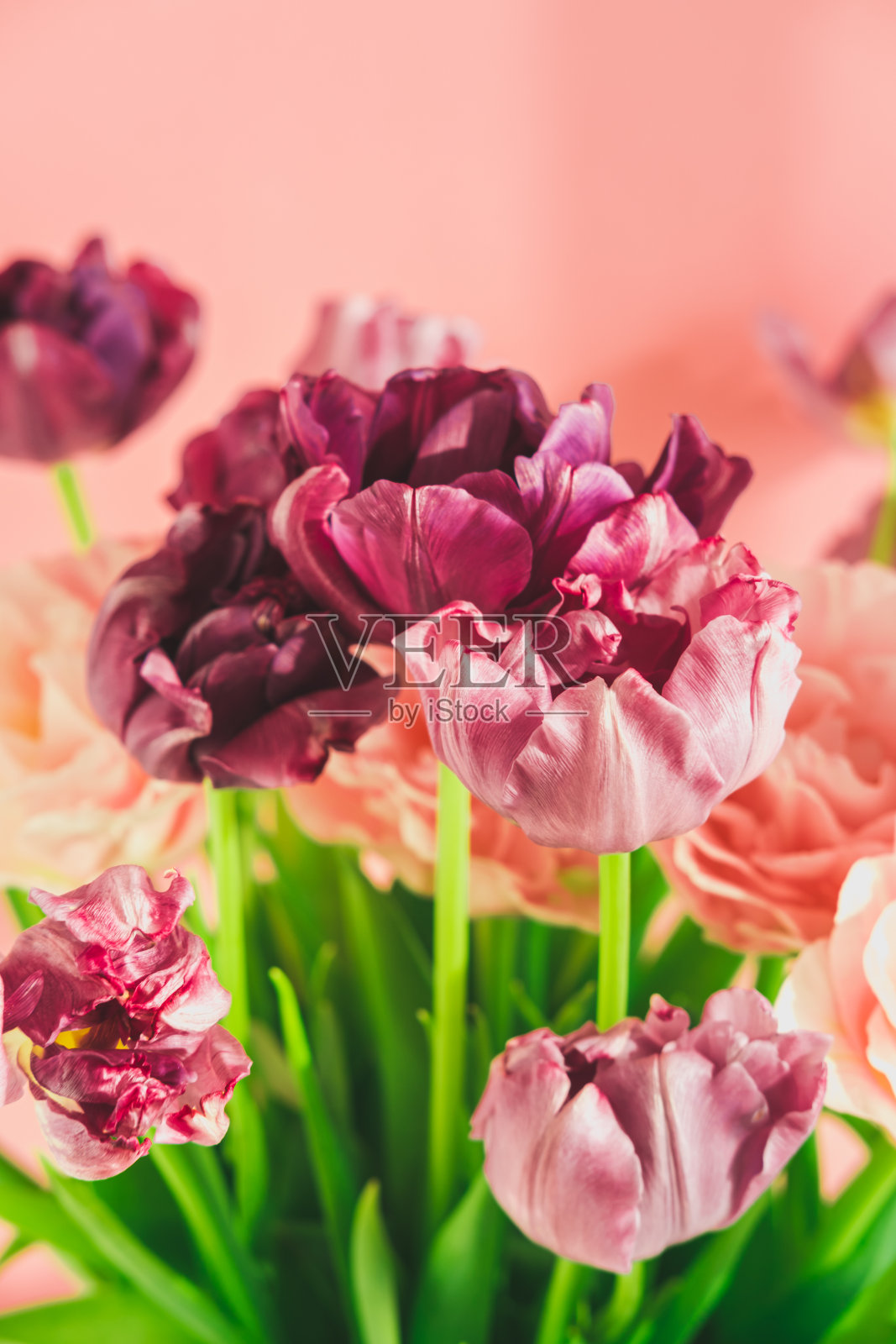 时尚美丽的紫色郁金香,春假。照片摄影图片