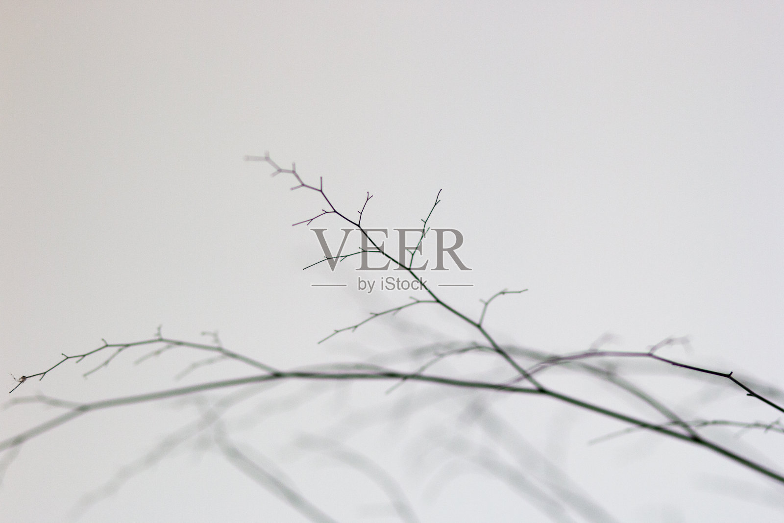 巴西里约热内卢小树枝的剪影。照片摄影图片