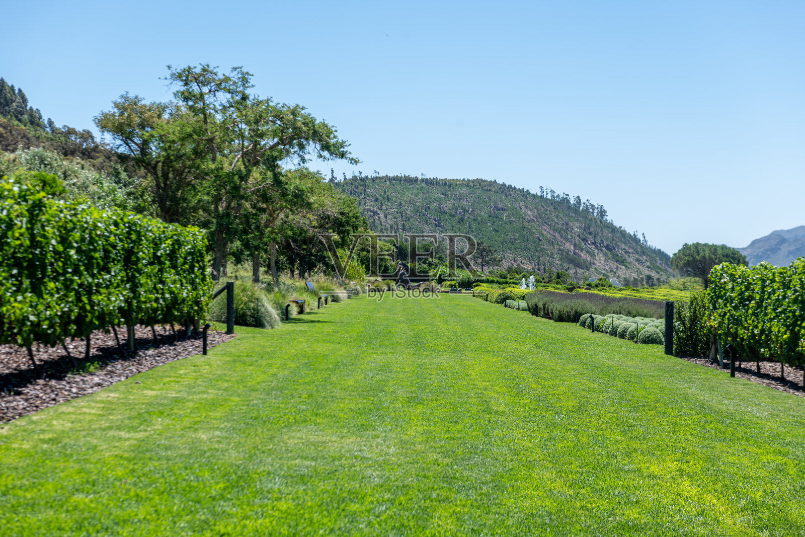 后面有山的法兰克酒庄照片摄影图片