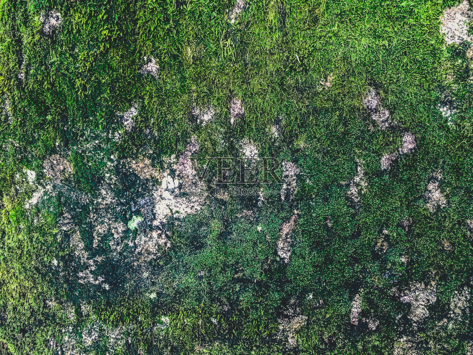 一块长满了植物和苔藓的大石头。照片摄影图片