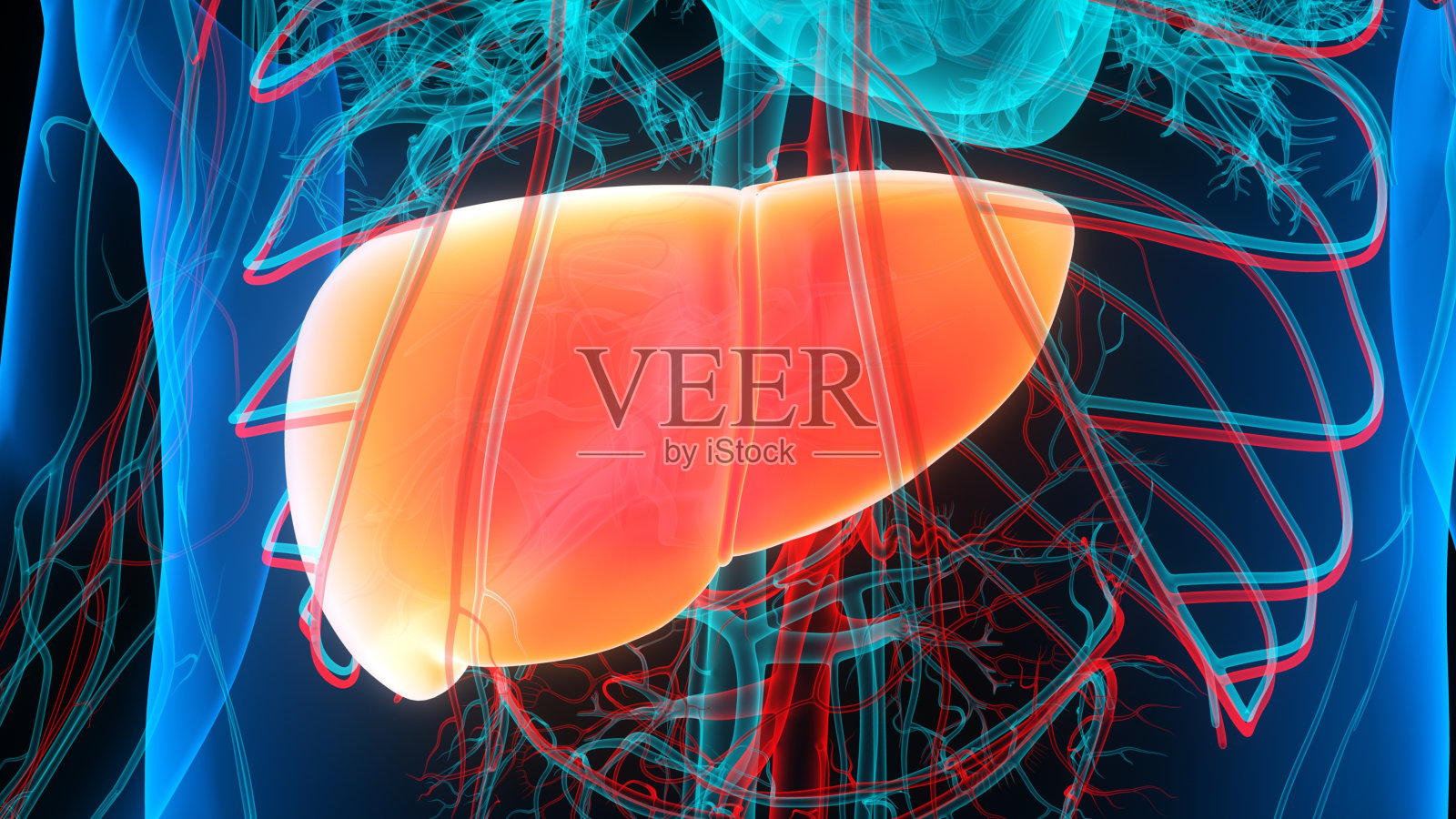 人体消化器官肝脏解剖照片摄影图片