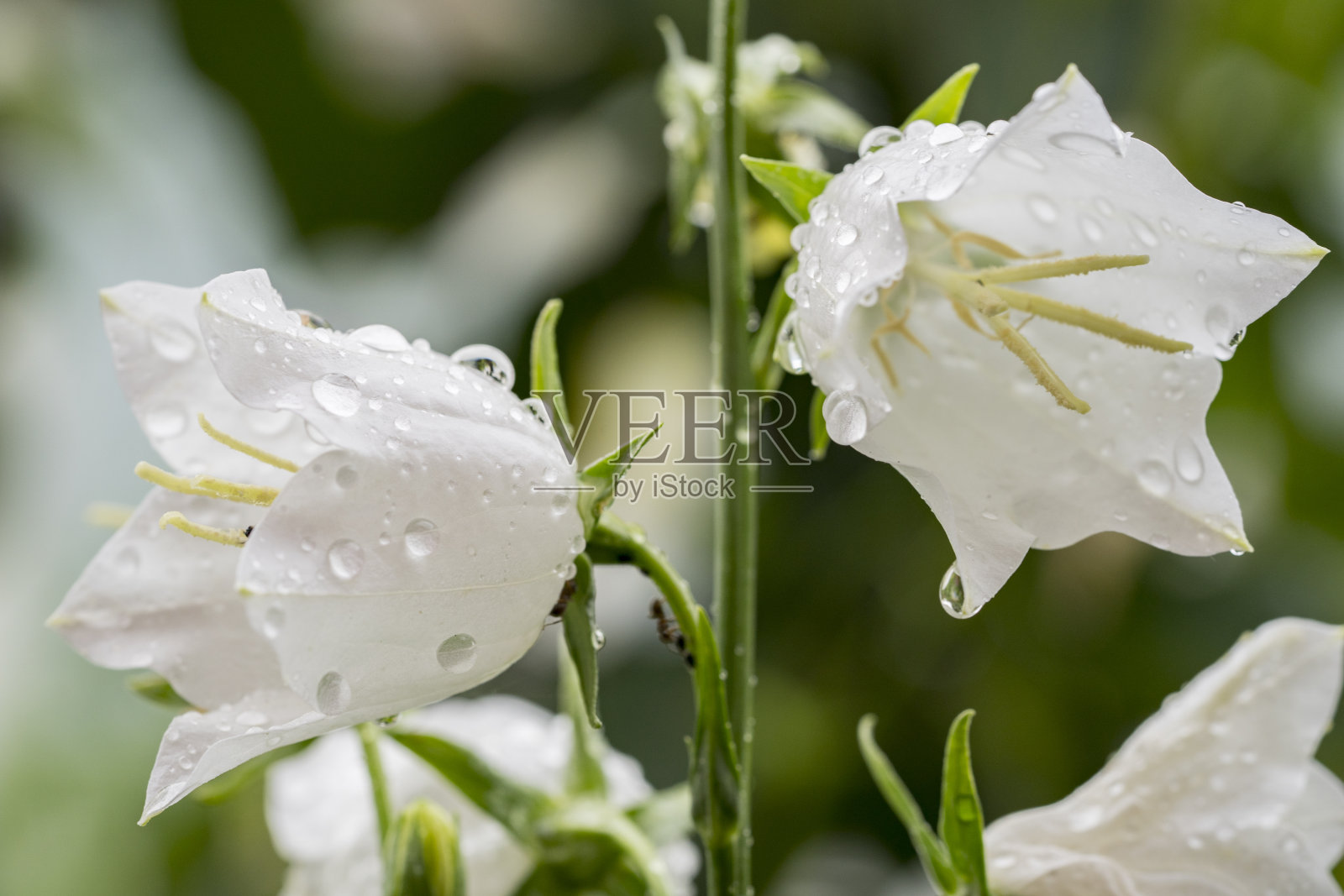 钟琴照片摄影图片