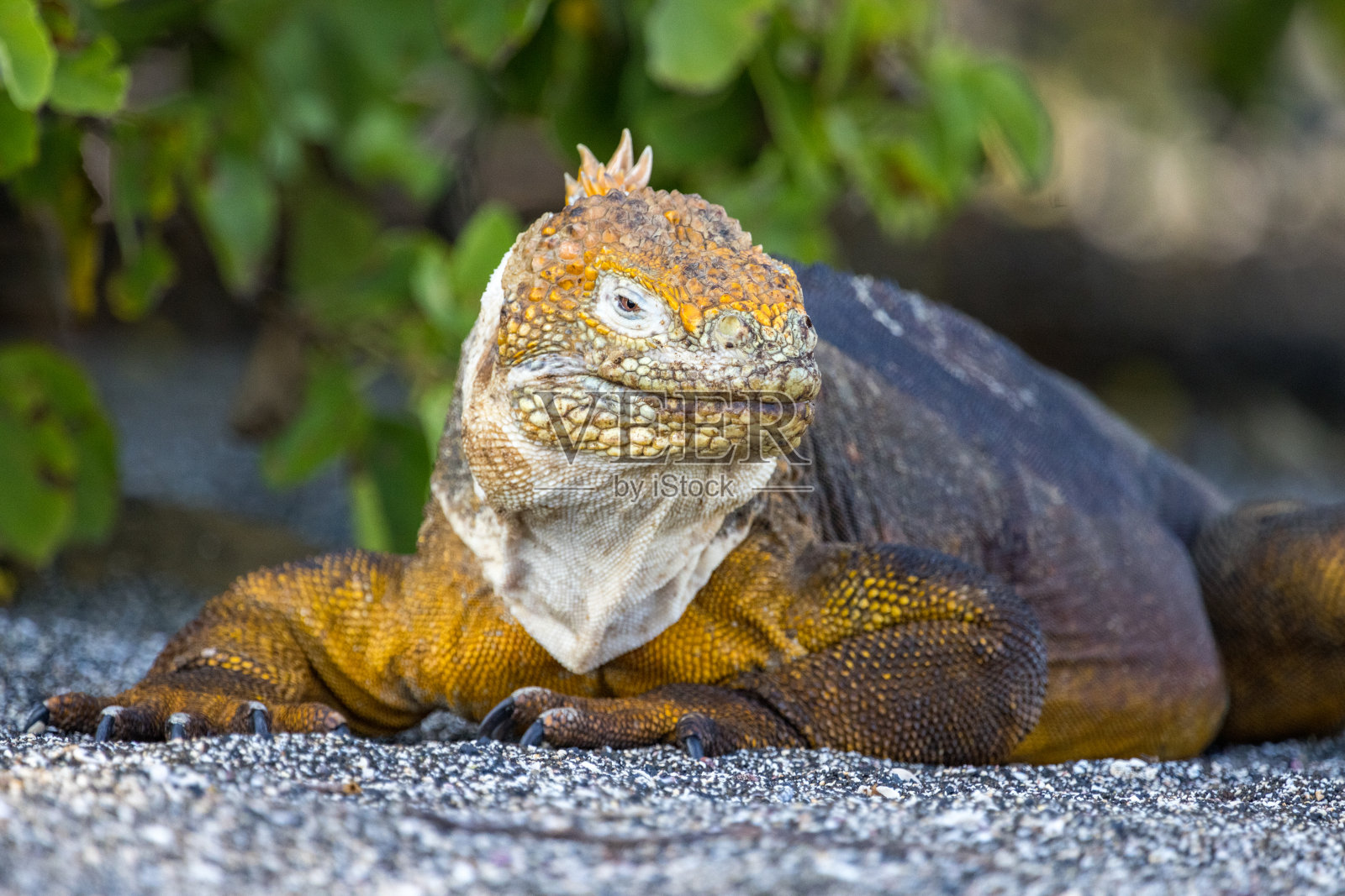 在圣地亚哥的Puerto Egas岛的黄色加拉帕戈斯群岛照片摄影图片