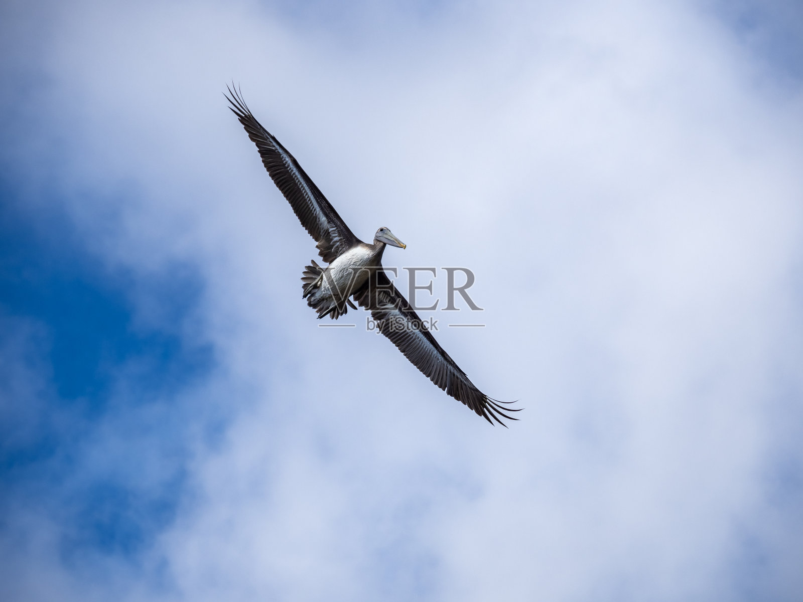 飞行中的褐鹈鹕照片摄影图片
