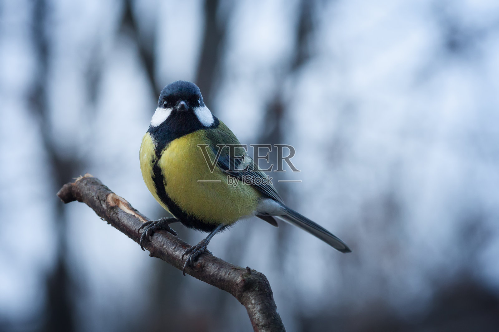 大山雀(大山雀)照片摄影图片