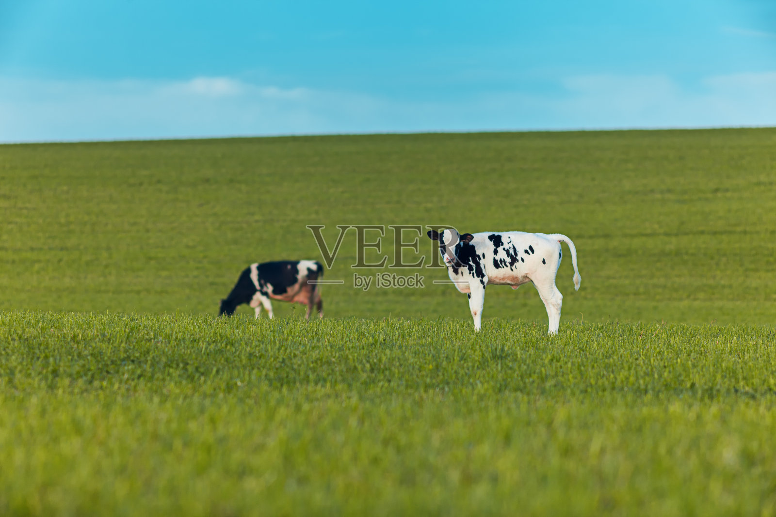 放牧的牛照片摄影图片