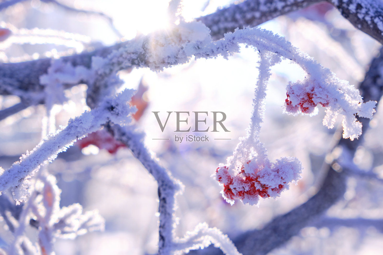 在一个寒冷的冬日里,成串的花楸浆果被霜和雪覆盖着。照片摄影图片