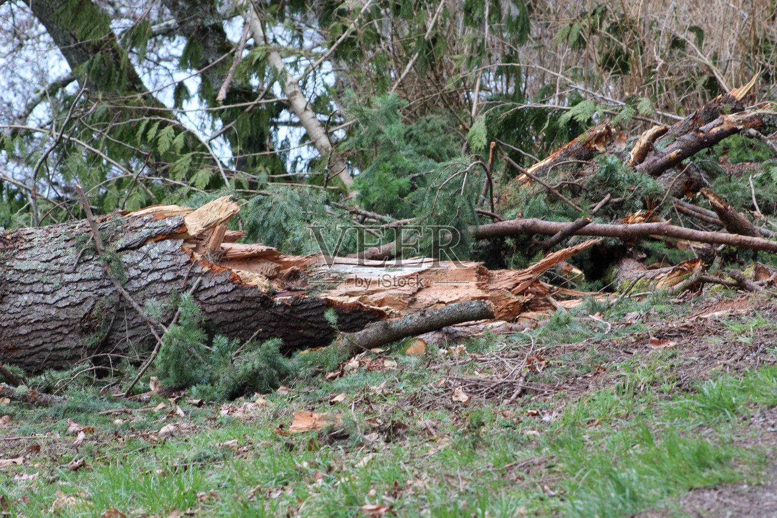 暴风雨后折断的树照片摄影图片