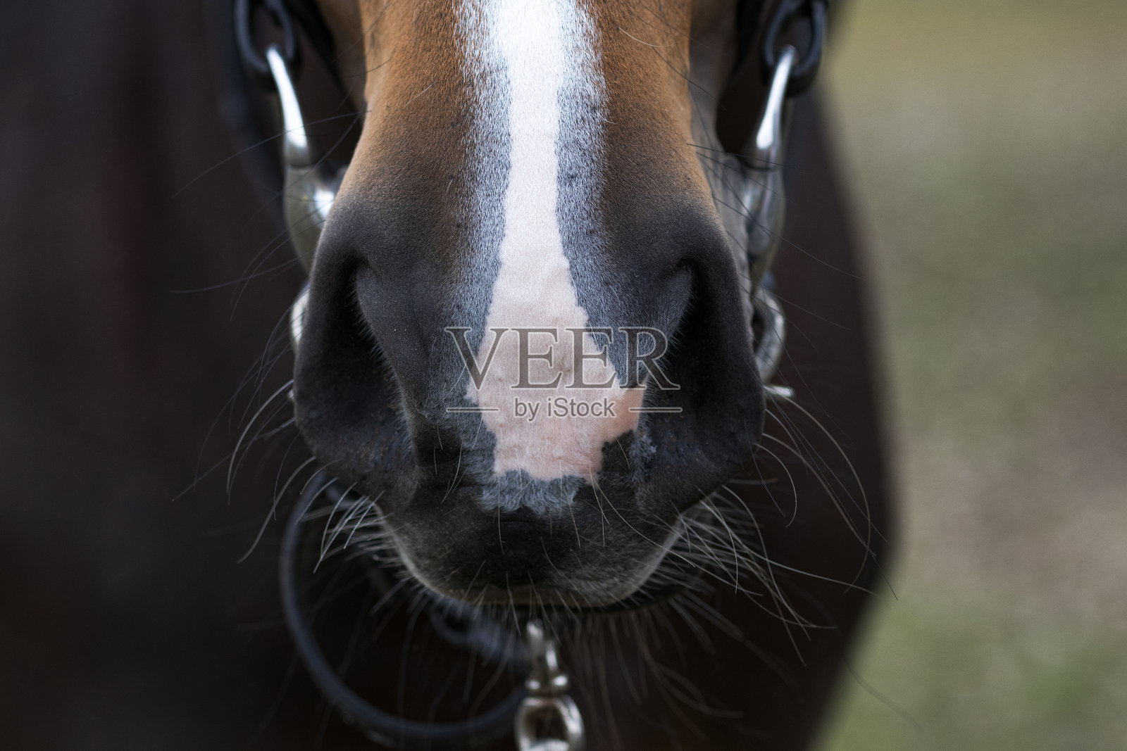 马口鼻照片摄影图片