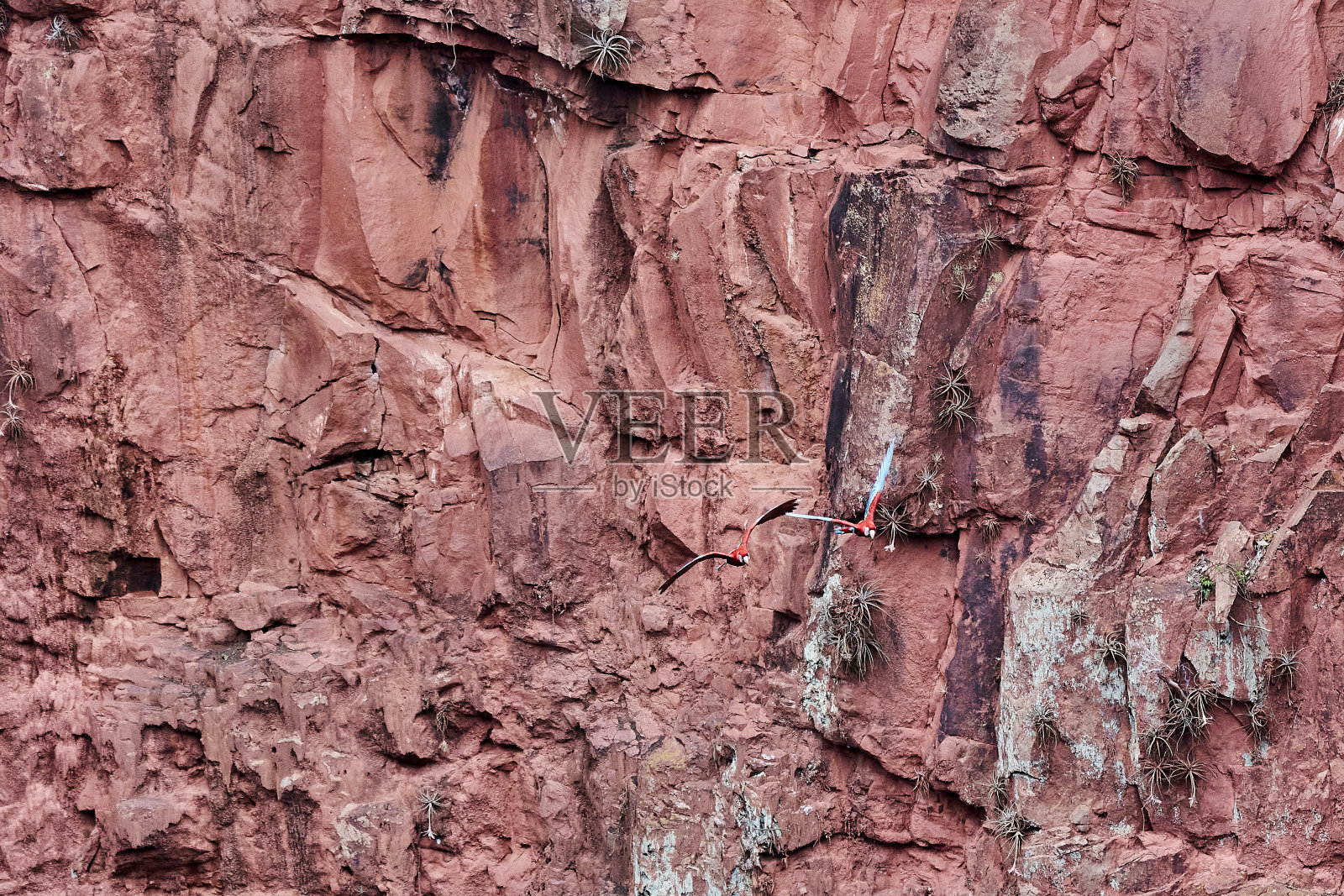 美丽的猩红色金刚鹦鹉,澳门,一个大的红色,黄色和蓝色的鹦鹉在中美洲和南美洲,在巴西的布拉科达斯阿拉斯,在南美洲照片摄影图片