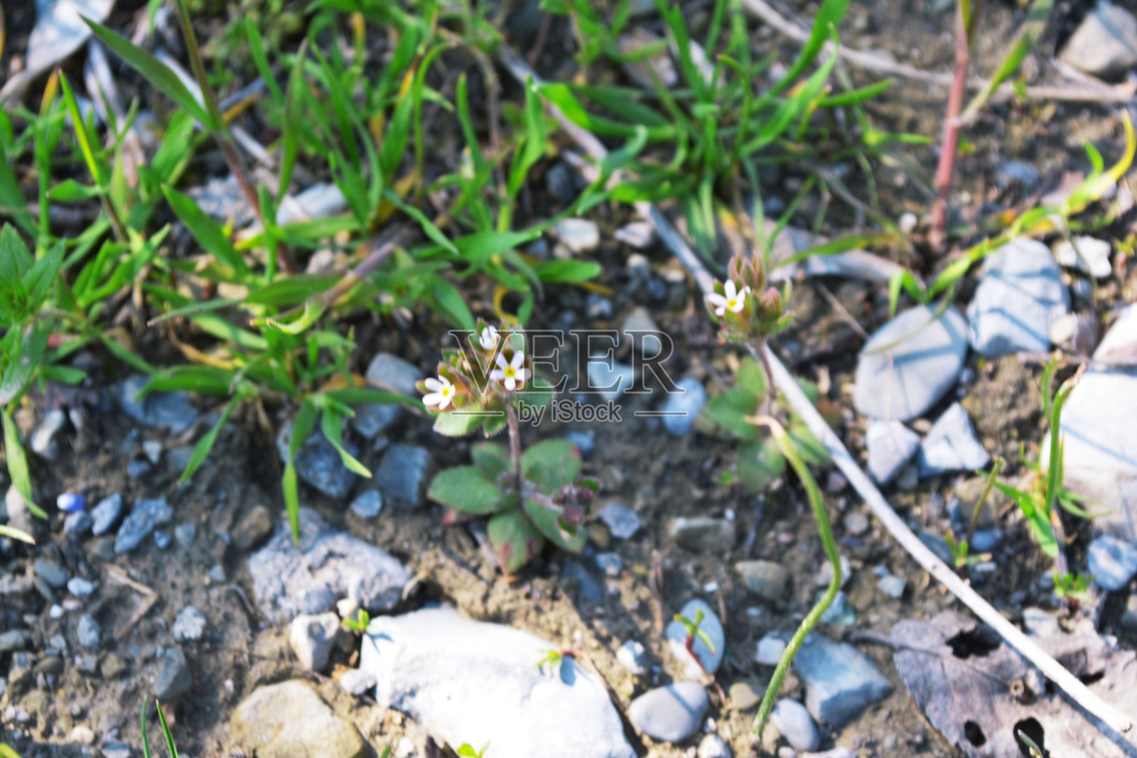 花照片摄影图片