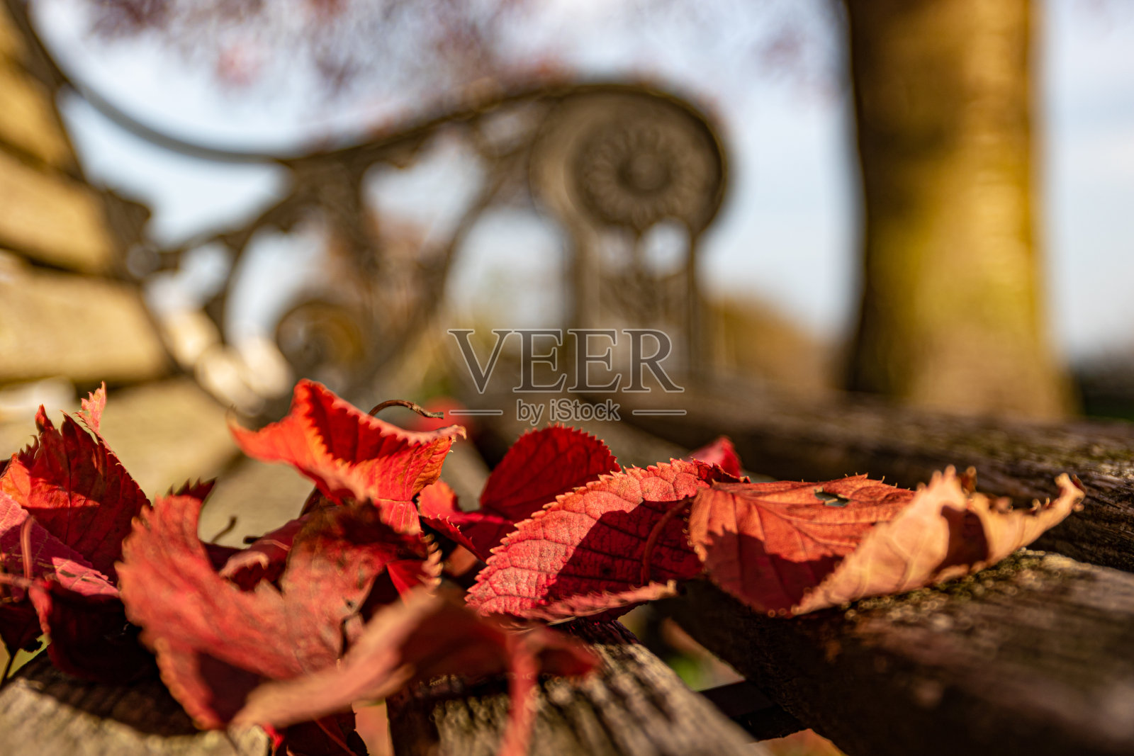 秋天,红叶飘落在长凳旁照片摄影图片