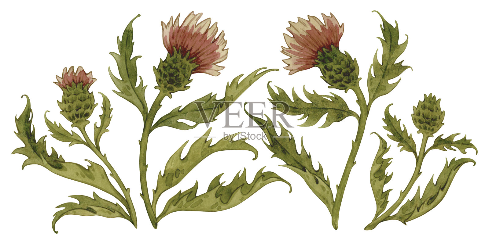 复古水彩粉红蓟,野花手绘插图。孤立的草甸草本在白色背景上。插画图片素材