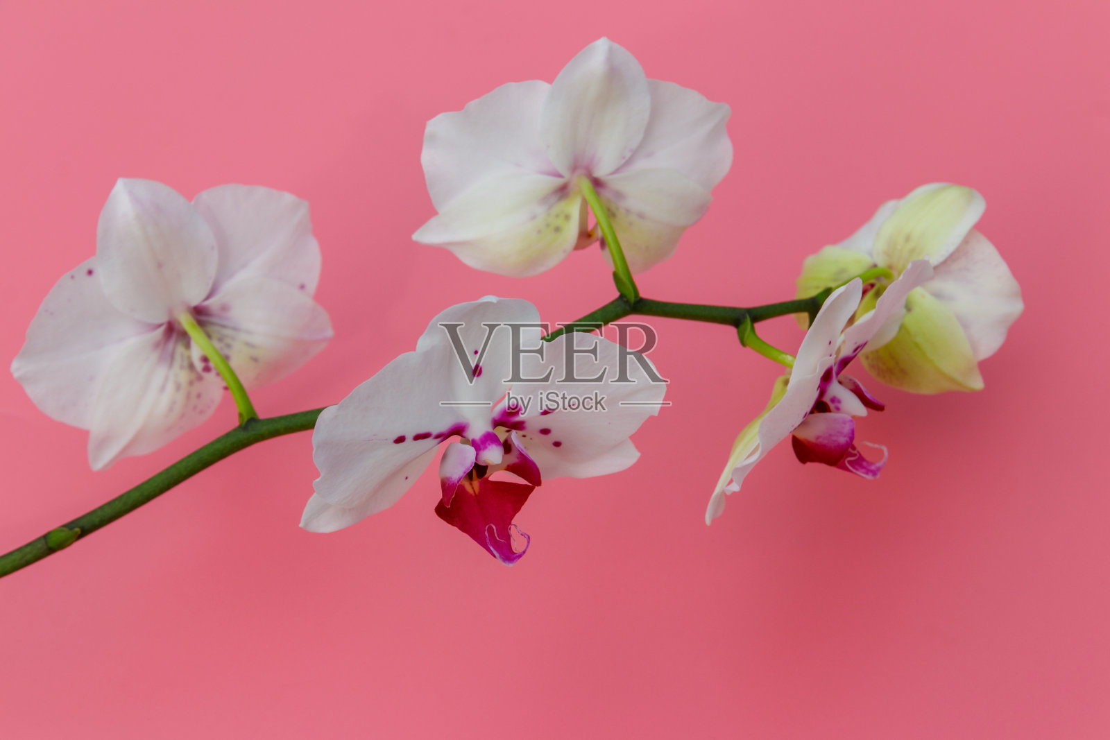 蝴蝶兰的分枝在淡粉色背景上。俯视图照片摄影图片