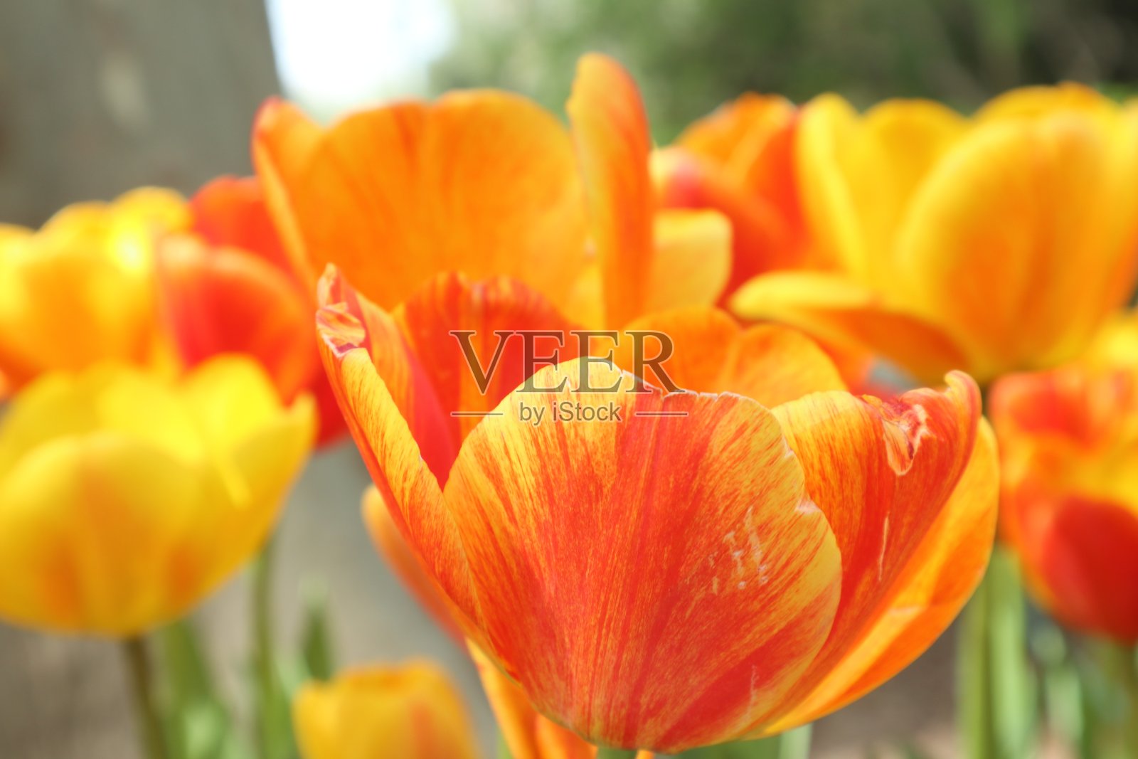 花照片摄影图片