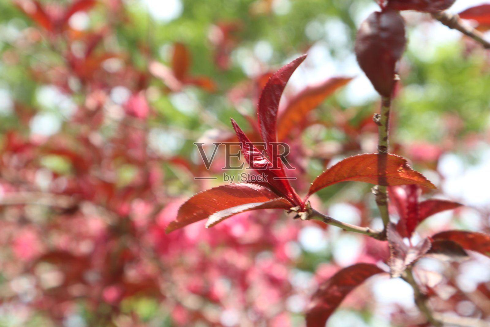 花照片摄影图片