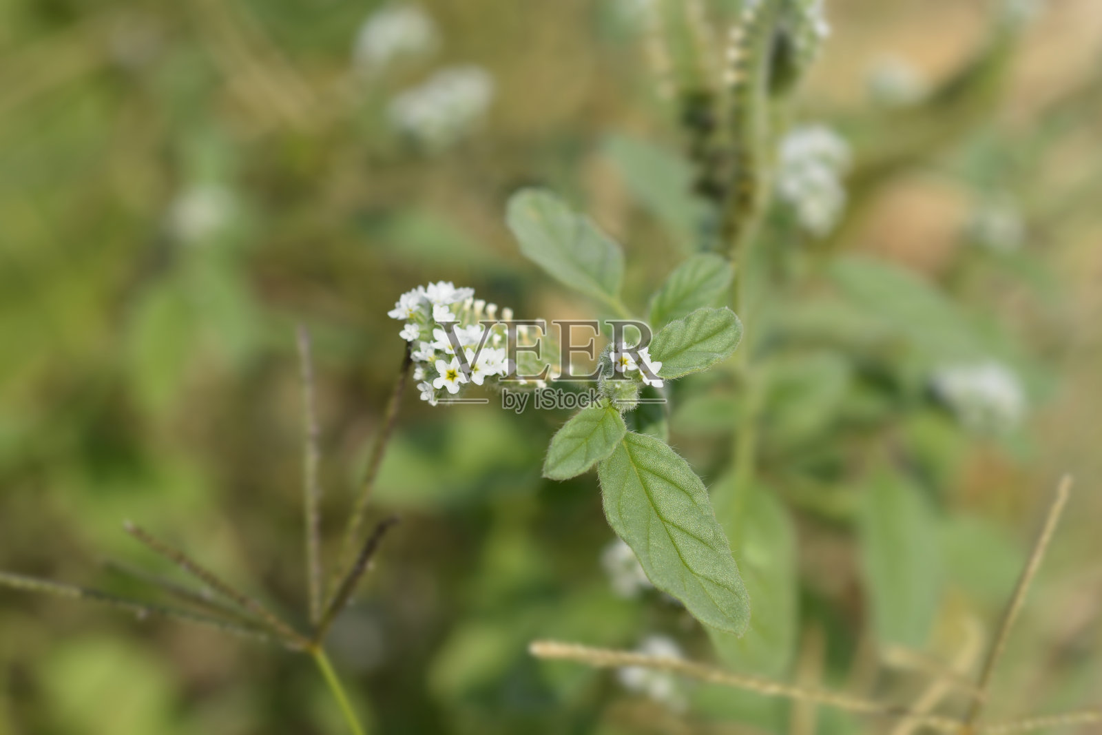 欧洲的鸡血石照片摄影图片