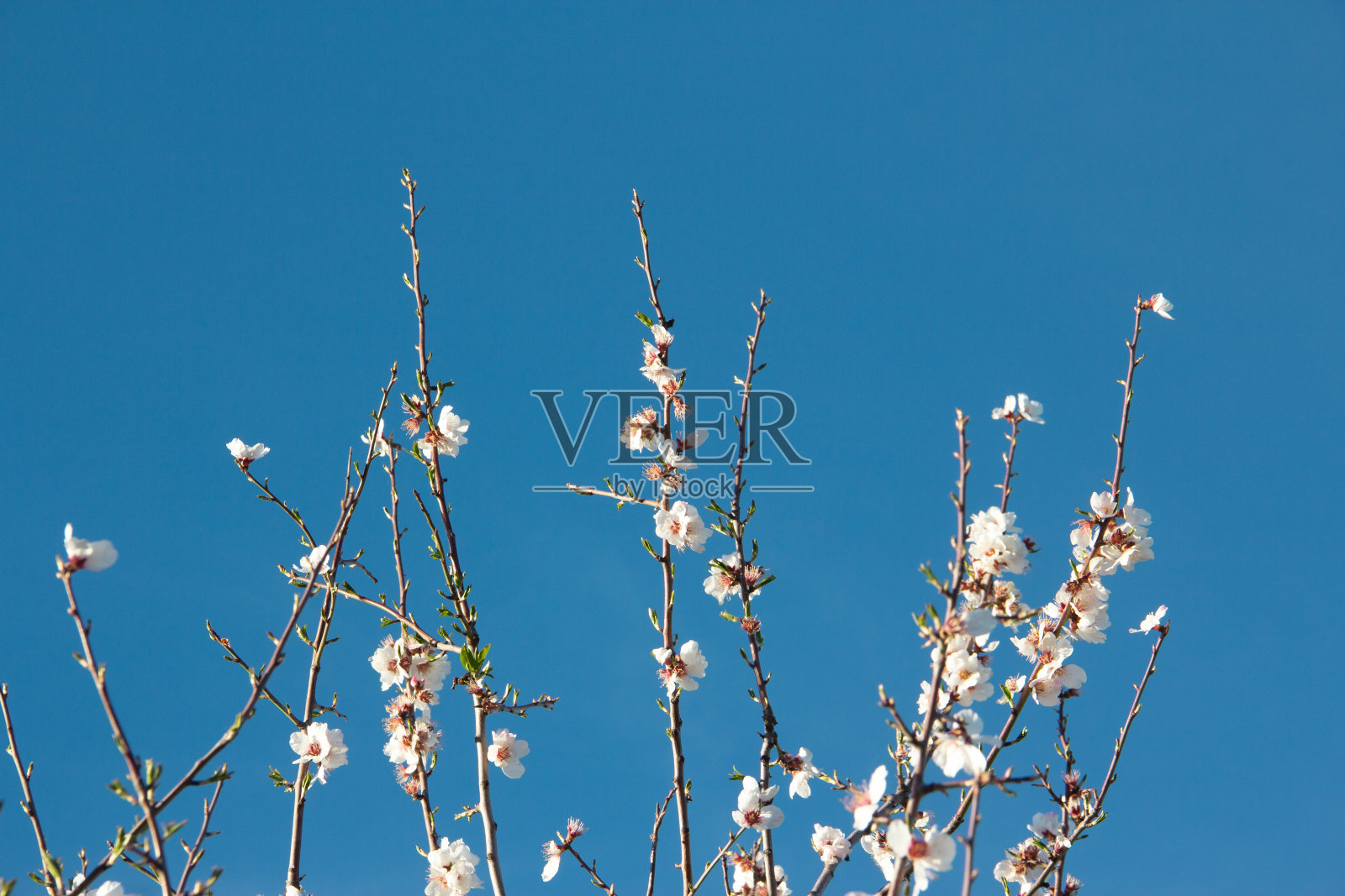 在蓝天的映衬下,杏树盛开。春天有白花。有选择性的重点。副本的空间。照片摄影图片
