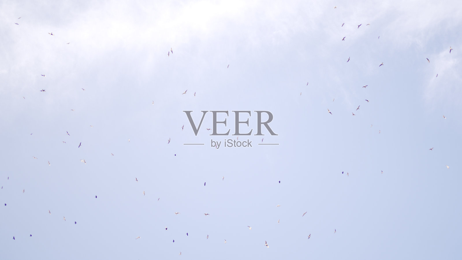 许多野鸟在日落时出现在天空中。野生动物的迁徙照片摄影图片