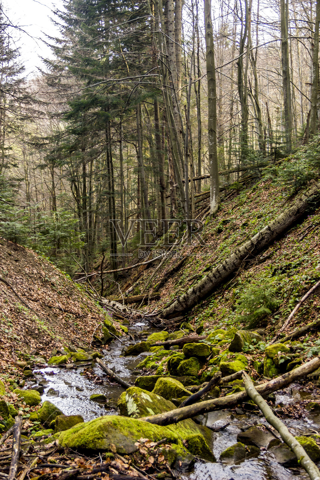 乌克兰喀尔巴阡森林中一条河岸陡峭的小森林河照片摄影图片