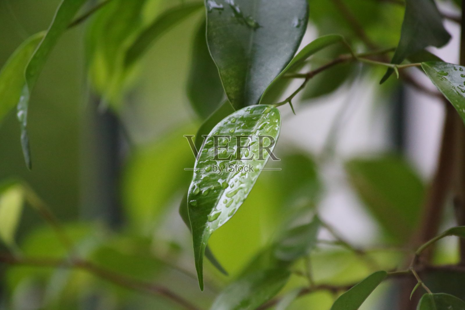 烟叶照片摄影图片