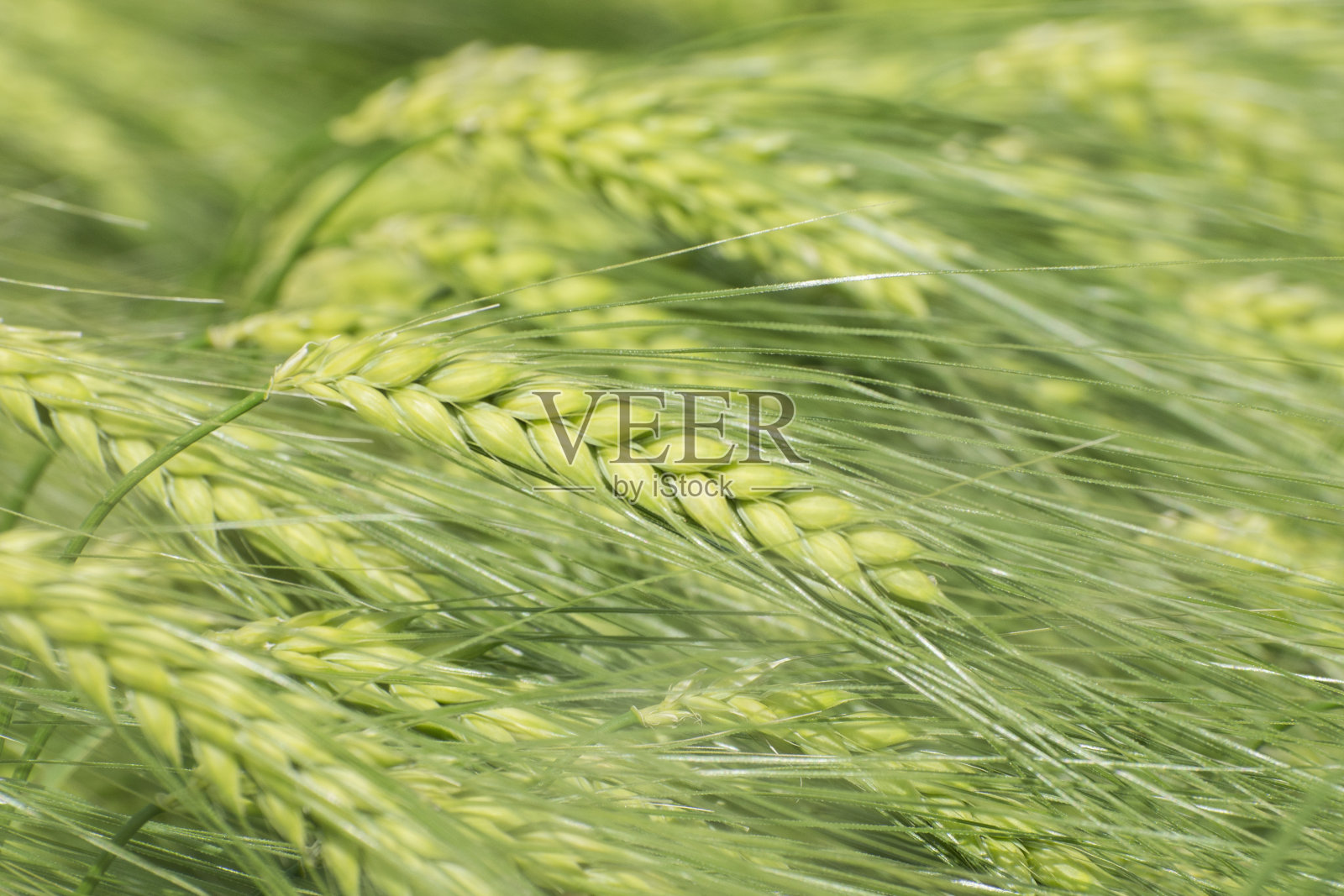 在田间成熟的青稞(大麦Hordeum vulgale)的嫩穗。大麦开花了。谷类作物,保健食品。照片摄影图片