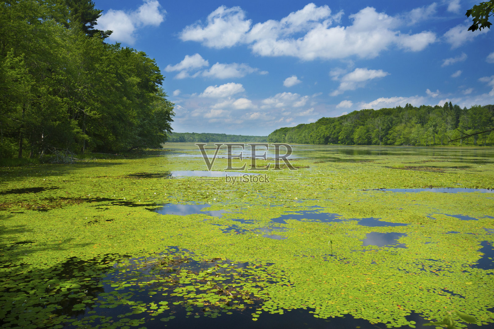 古德温州立森林松树池塘的阳光明媚的一天。照片摄影图片