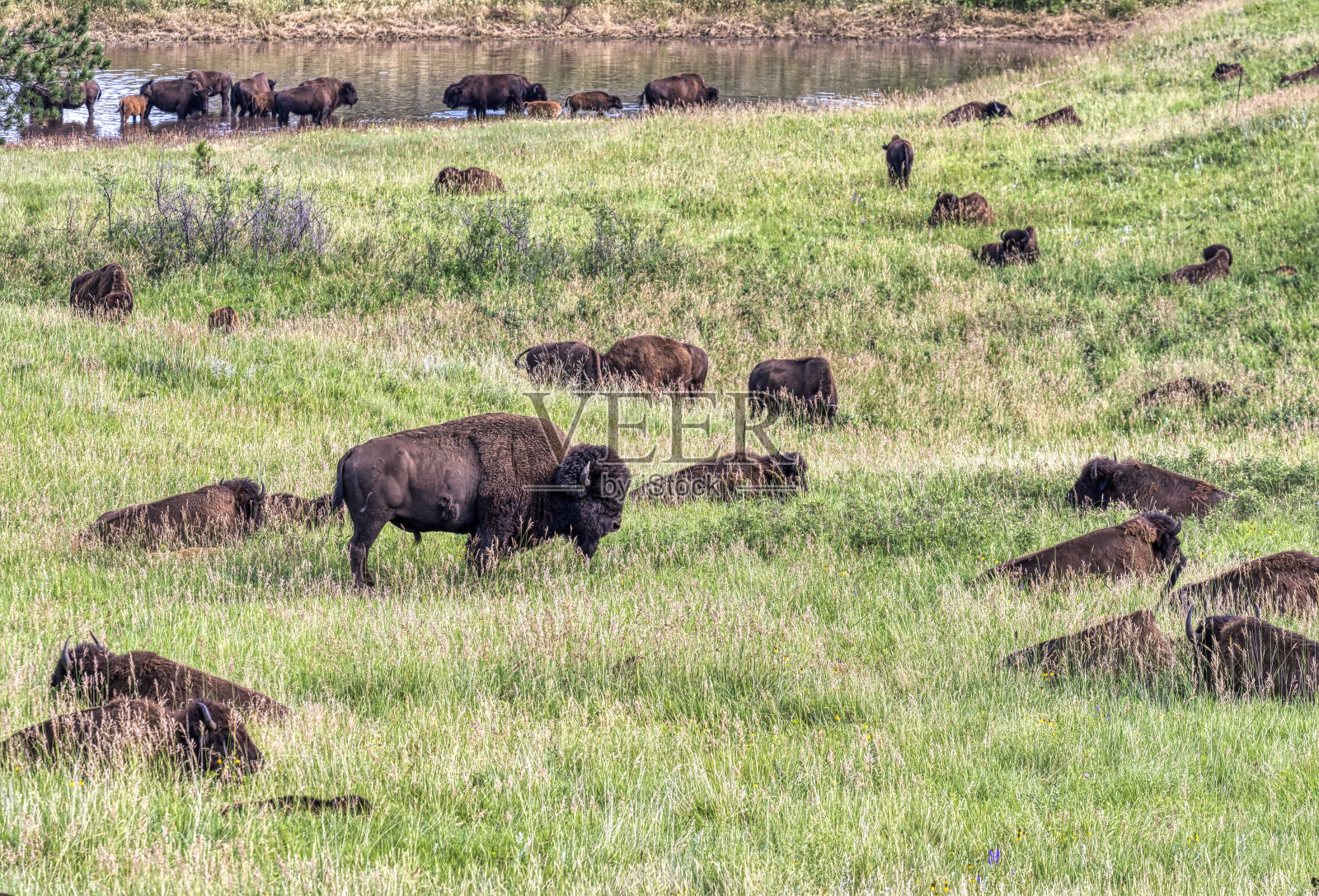卡斯特州立公园的野牛照片摄影图片