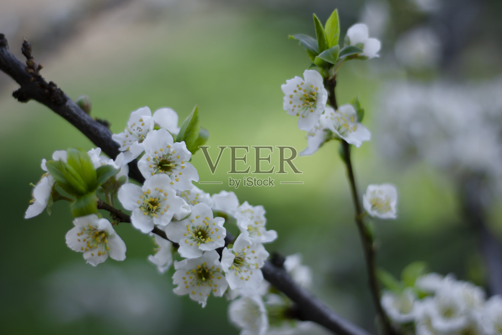 白梅花郁郁葱葱。春天。李树分支。绿色背景。自然照片摄影图片