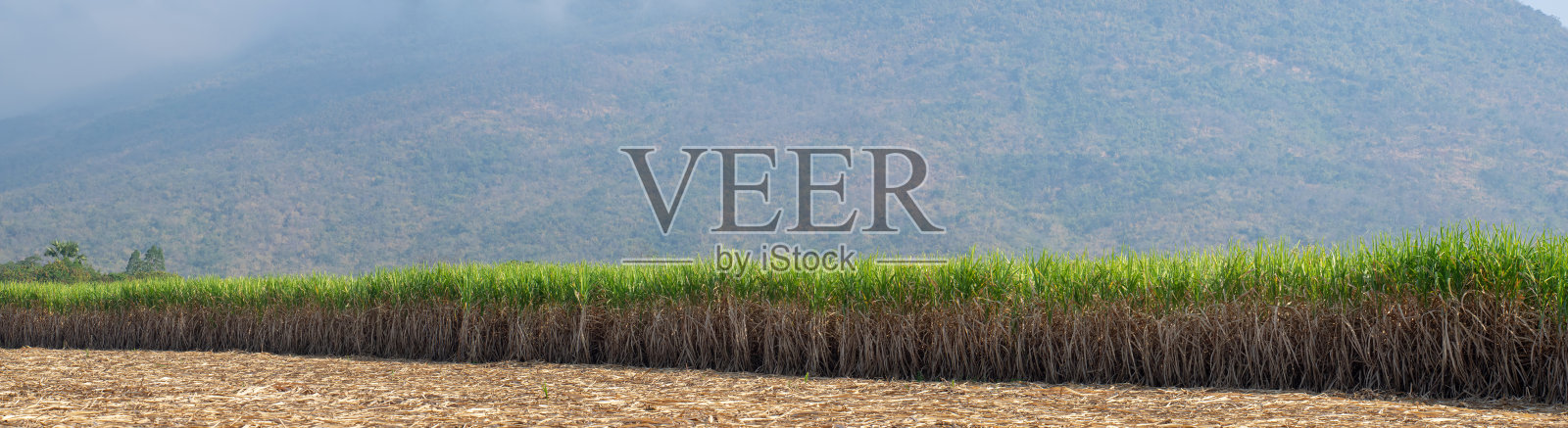 甘蔗种植园,泰国的农业热带植物照片摄影图片