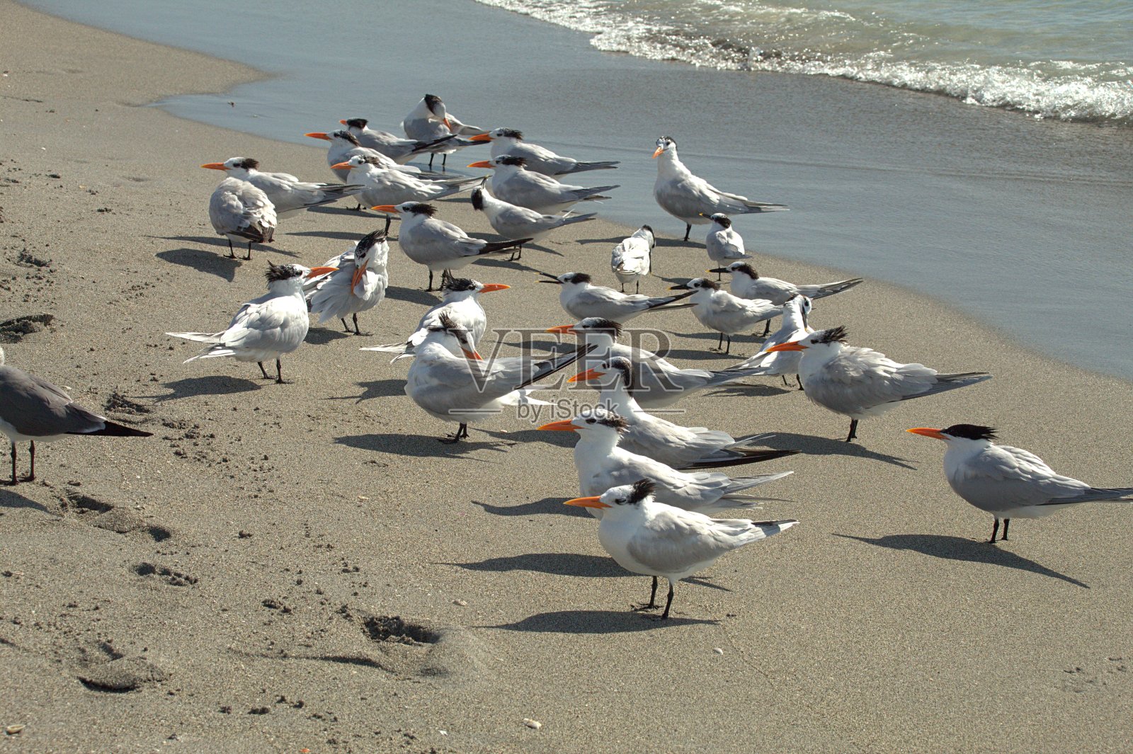 不成熟的皇家和三明治在海滩上转弯照片摄影图片