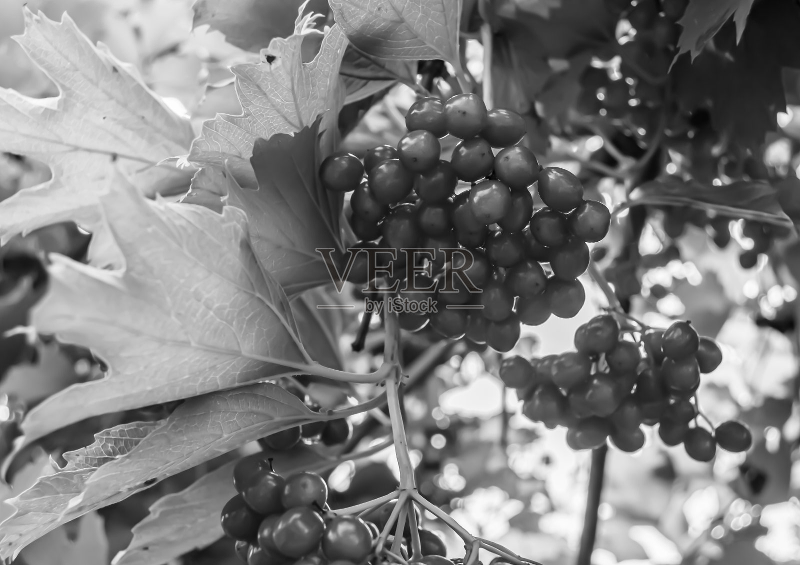 浆果照片摄影图片