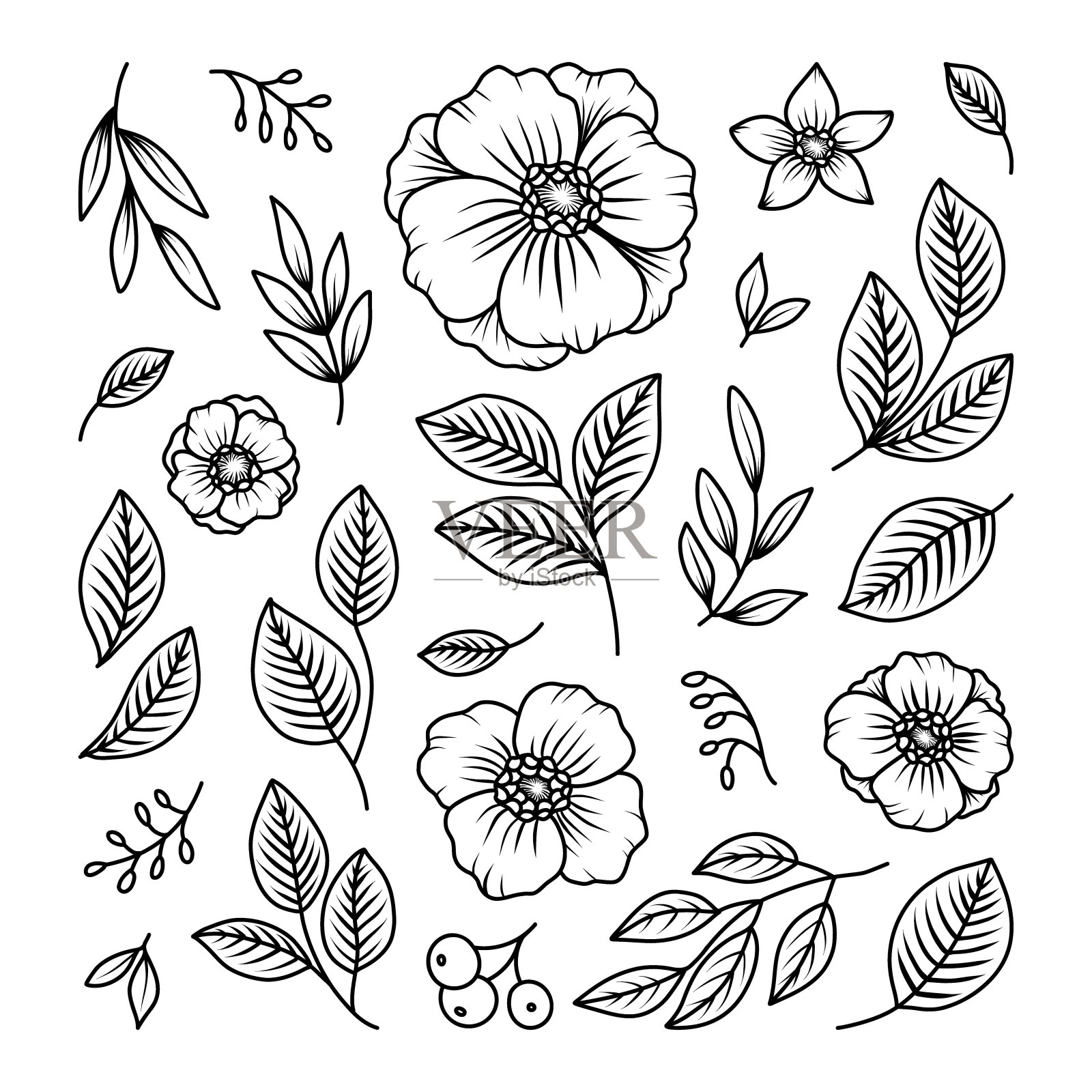 轮廓矢量植物。线条艺术花和叶集。手工绘制雕刻轮廓收集植物元素孤立,着色页插画图片素材
