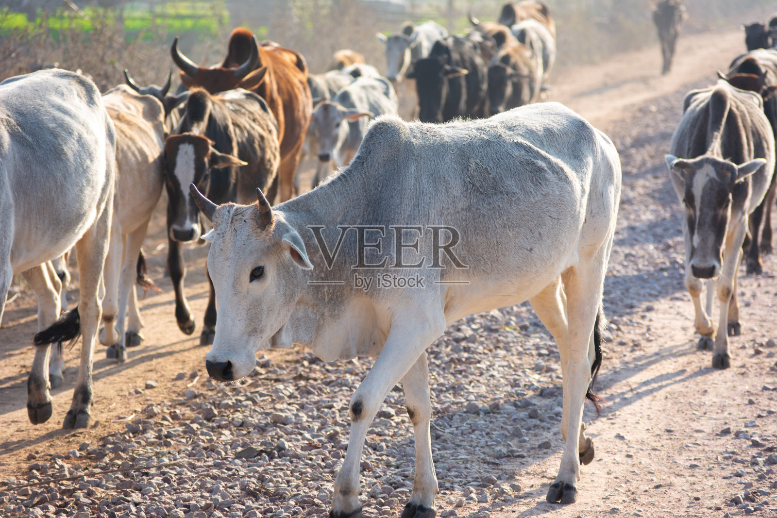 农场里的奶牛照片摄影图片