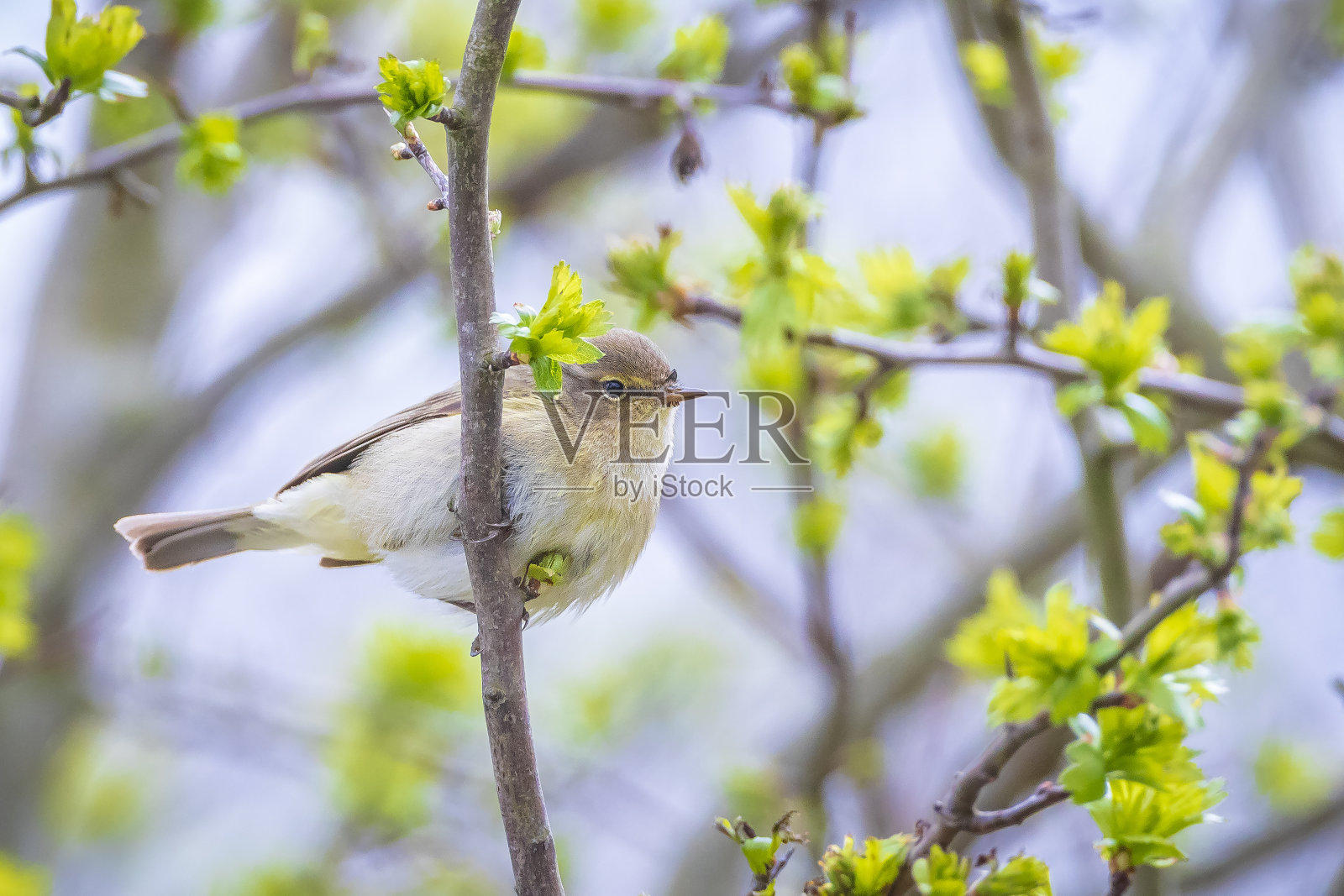 普通的黄雀照片摄影图片