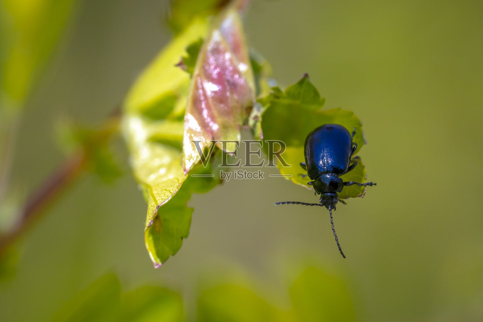 特写的小赤杨叶甲虫,agelastica alni,昆虫爬上绿色的草和芦苇照片摄影图片