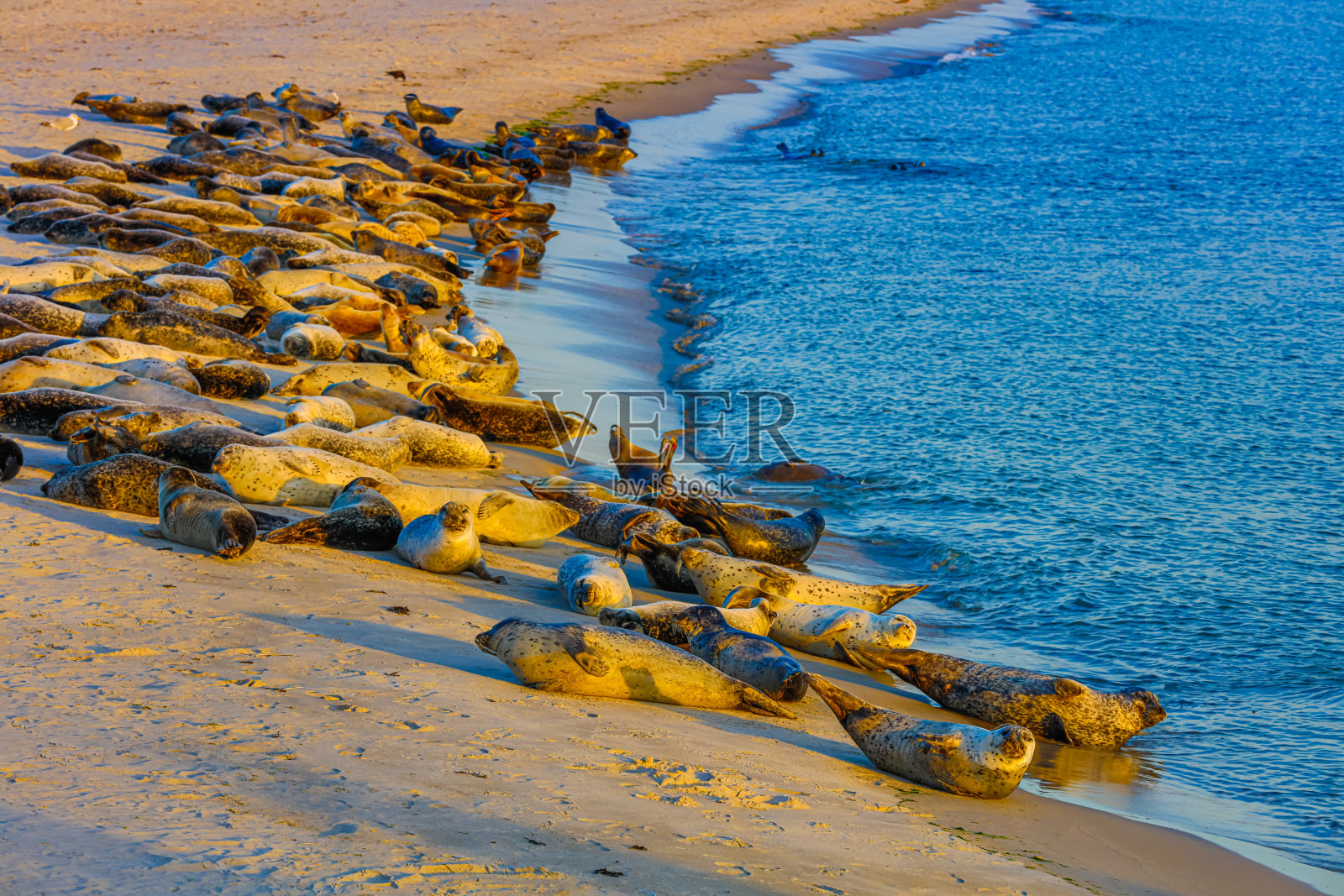 杜恩岛,海滩上的海豹群居地-黑尔戈兰照片摄影图片